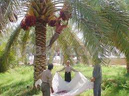 بیمه 15 هزار هکتار از باغات جنوب استان سیستان وبلوچستان