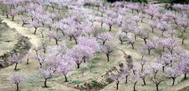 هشدار نسبت به استفاده از روغن های باغبانی ( ولک ) تقلبی