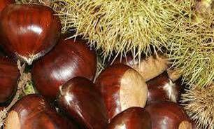 با "شاه‌بلوط" خستگی خود را درمان کنید