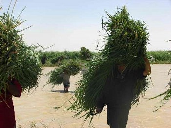 تالاب هامون جوانه می‌زند/ برگزاری جشن نی‌کاری در کوه خواجه سیستان