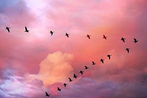 دلیل پرواز پرندگان به صورت V + عکس