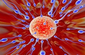 ساخت یک لوزالمعده برای درمان دیابت نوع یک