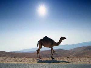 برای حضور در نهمین جشنواره ملی فیلم و عکس اردیبهشت هرمزگان