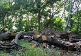 کشف و ضبط دو تن چوب قاچاق در شهرستان کیار