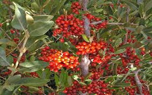 سیر کنندگی این خوراکی فوق العاده بی نظیر است