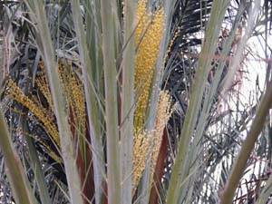 آغاز گردافشانی سنتی نخیلات درسیریک