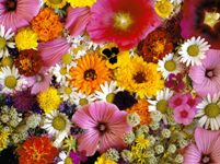 راه اندازی کلکسیون و موزه گیاهی در استان چهارمحال و بختیاری