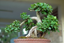 100 اصله نهال در طرح تولد سبز در استان چهارمحال و بختیاری کاشته شد