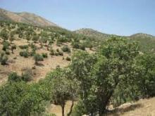رونمایی از اسناد تک برگی 20 هزار هکتار از اراضی ملی استان