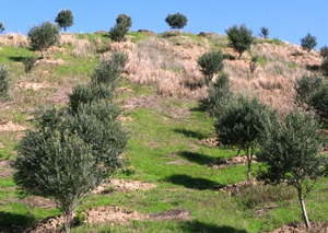 کاشت درخت به یاد شهدای سرافراز دفاع مقدس