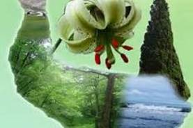 علم گرایی در مدیریت منابع طبیعی