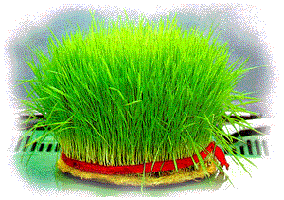 ترفندی برای سبزترین سین سفره عید