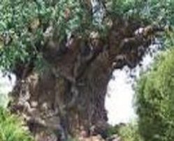 اینجا گویی قطعه ای از بهشت خداوندی در این دنیاست