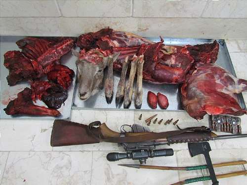 کشف لاشه دو رأس قوچ وحشی از منزل شکارچیان غیر مجاز در قوچان