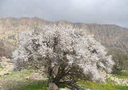 جامعه پزشکی سیرجان پیشگام در حفظ منابع طبیعی