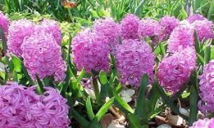 دسته گلی که باید قبل از عید به آب بدهید