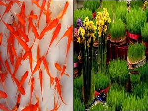 سبزه و ماهی سفره هفت سین در ازای زباله خشک