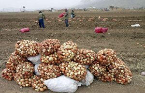 آغاز کشت پیاز در استان چهارمحال و بختیاری