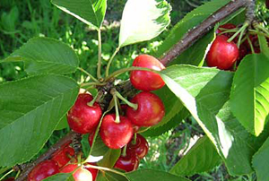 لزوم مراقبت نسبت به بیماری شانکر باکتریایی درختان میوه هسته دار
