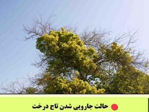 امسال هرمزگان بدون اعتبار کنترل و مدیریت بیماری جاروک جادوگر ماند