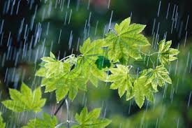 کاهش۲۰ درصدی بارندگی در بانه