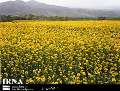 افزایش 100 درصدی کشت دانه روغنی کلزا در دره شهر