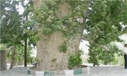 یزد سرزمین درختان کهنسال
