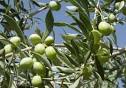 وجود 38 واحد روغن کشی زیتون در کشور