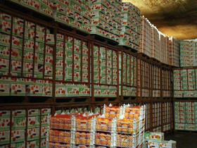 خریدهزارو200 تن میوه از استان های شمالی و غربی