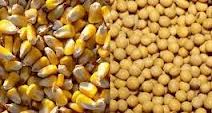 توزیع 60 تن ذرت و سویای یارانه‌ ای در مرغدارای های فریدونکنار