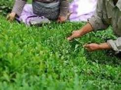 بررسی قیمت جدید خرید تضمینی برگ سبزچای