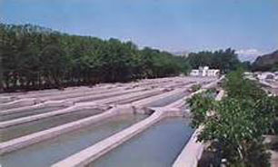 آغاز تکثیر "ماهی" سفید پاییزه در گیلان
