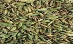 فواید زیره برای افراد چاق