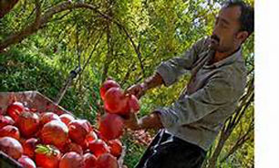 شرکت پشتیبانی امور دام اقدام به گران‌فروشی می‌کند