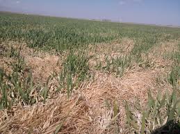خسارت 320میلیاردتومانی سرمازدگی به مزارع گندم وجوی خراسان رضوی
