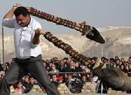 آئین سنتی ‌بیل‌گردانی در نیم‌ور برگزار‌شد