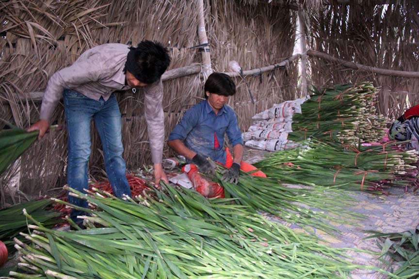 برداشت 700 هزار شاخه گل گلایول در بندرعباس
