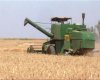 دو هزار تن گندم از کشاورزان مهرانی خریداری شد