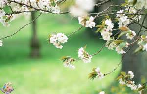 پایداری هوای بهاری در گیلان