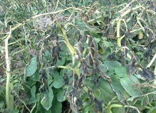 خسارت سنگين به محصولات باغی و زراعی استان زنجان در اثر سرما