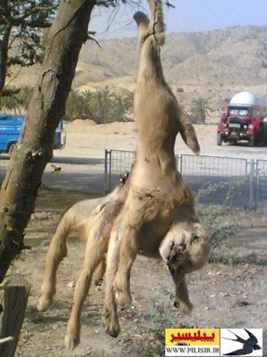 مشاهده حیوان عجیب الخلقه در بوشهر + عکس