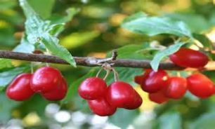 چربی های شکم را با این میوه از بین ببرید