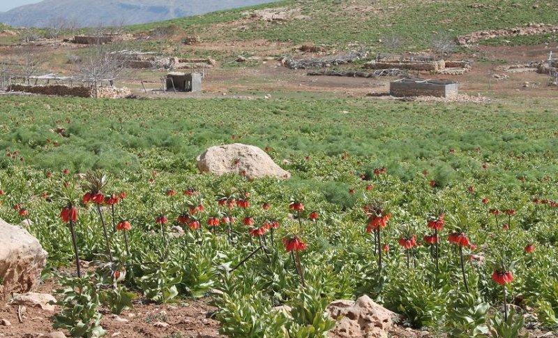 1400هکتار از منطقه سردسیری بخش سرفاریاب گیاهان دارویی بذرکاری شد