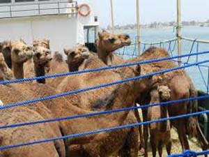 صادرات 15 شتر از گمرک بندرلنگه