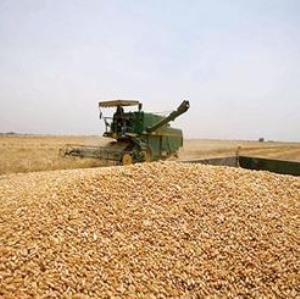 افزایش برداشت گندم در هرمزگان