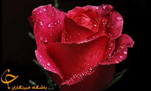 اهداء گلدان به اصناف محلات منطقه 10