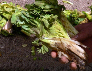 اجرای طرح غنی سازی گونه گیاهی کرفس کوهی در استان چهارمحال و بختیاری