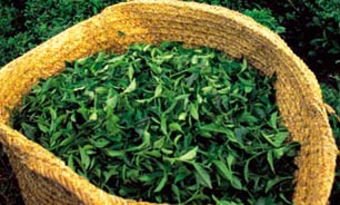 چای خارجی از سفره های ایرانی حذف شد