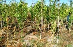 قطع یک هزار اصله درخت در گیلان