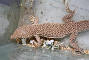 مشاهده یک گونه خزنده منقرض شده در خراسان رضوی/ گونه "لاسرتای مشبک" منقرض نشده است